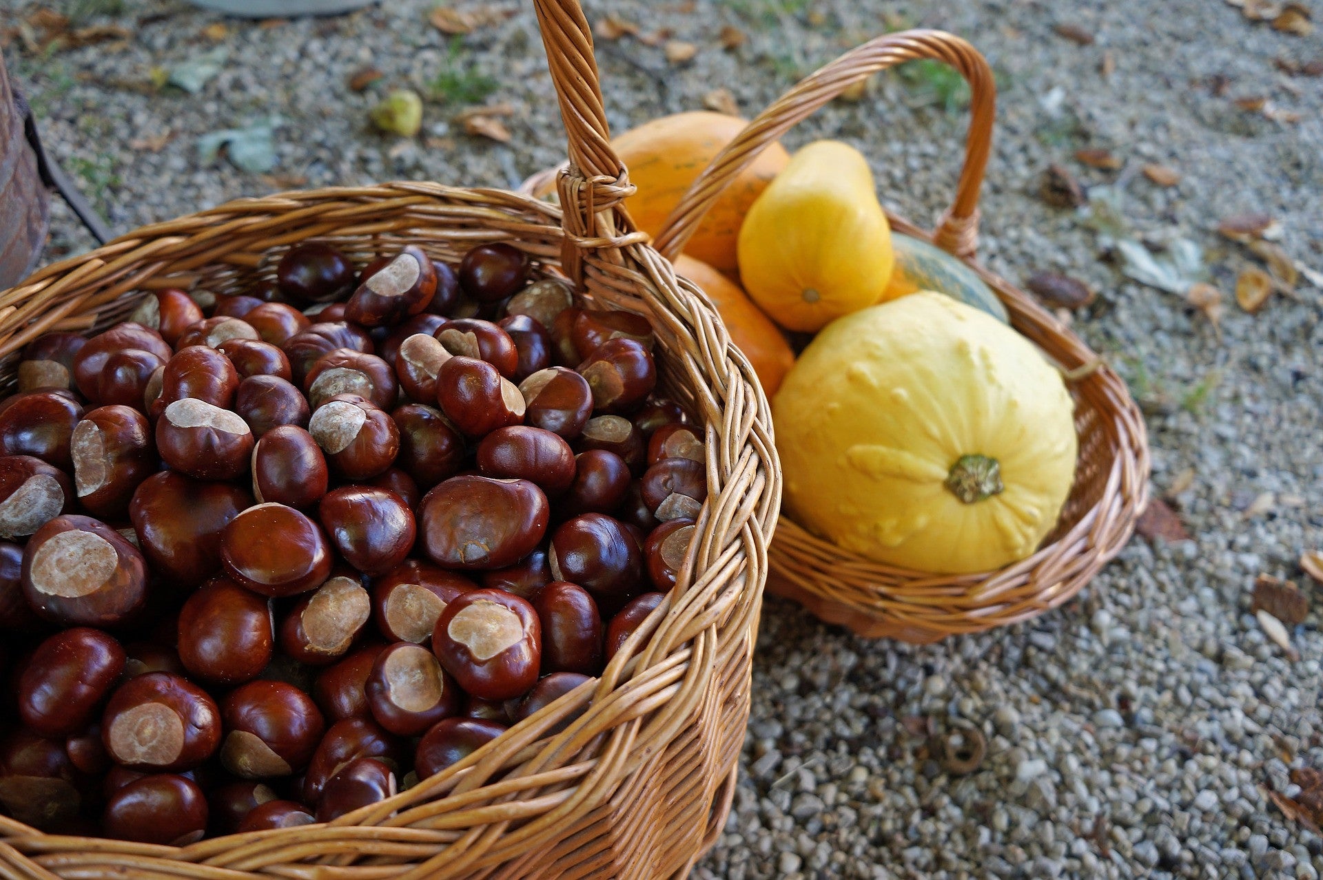 Castañas vs Calabazas